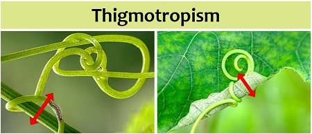 thigmotropism