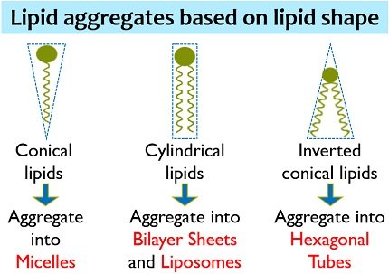 types of lipid aggregates