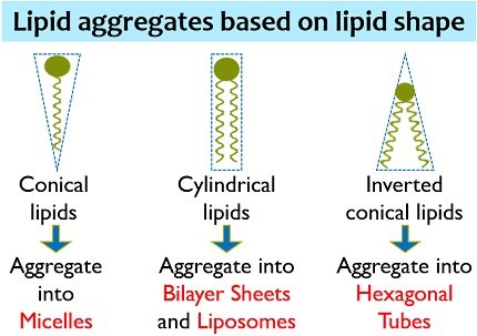 Four Examples Of Lipids