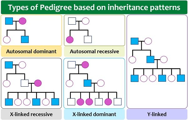 types of pedigree chart