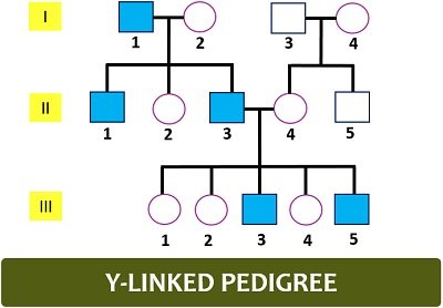 y-linked pedigree