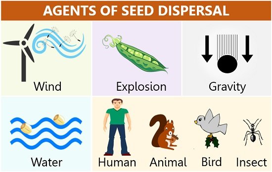 Agents of seed dispersal