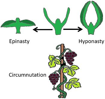 Nastic growth movements