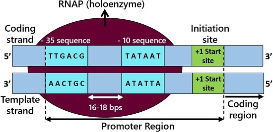 Promoter sequences in prokaryotic transcription