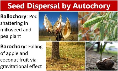 Seed dispersal by autochory