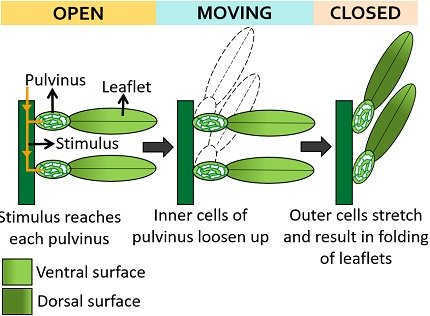 mechanism of nastic movement