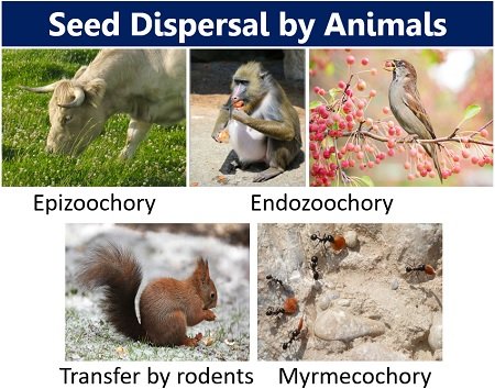 seed dispersal by animals