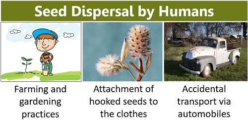 seed dispersal by humans