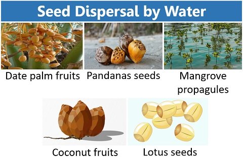 seed dispersal by water