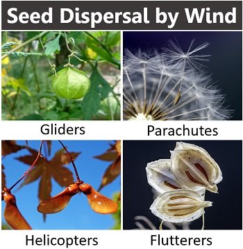 seed dispersal by wind