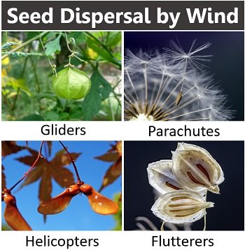 Seed Dispersal in Plants - Definition, Key Points, Methods & Importance ...