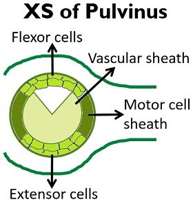 xs of pulvinus