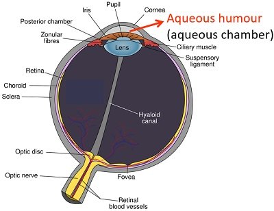 Diagram of aqueous humour