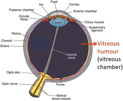 Diagram of vitreous humour