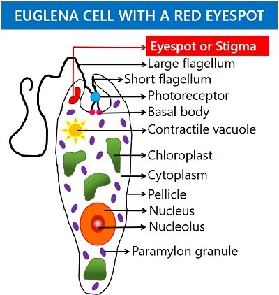 Euglena eyespot