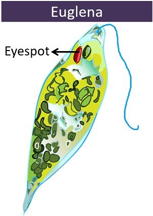 Location of eyespot in Euglena