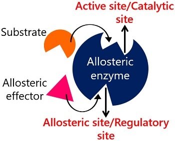 allosteric site of enzyme