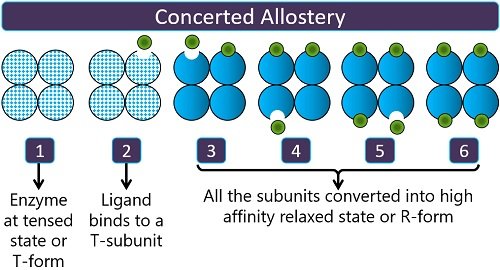 concerted allostery