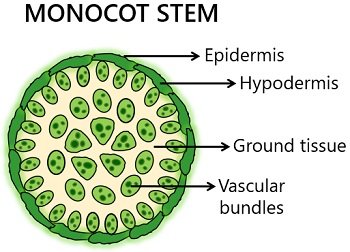 monocot stem