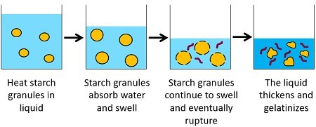 stages in starch gelatinization