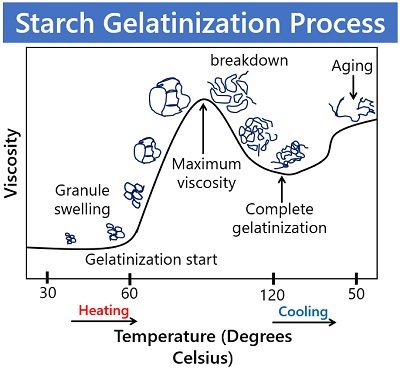 starch gelatinization process