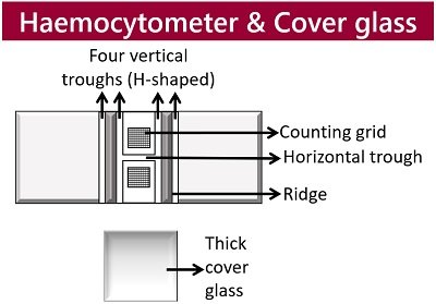 Haemocytometer and cover glass