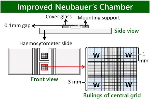 Improved Neubauer's chamber