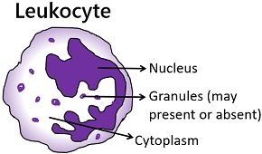 Leukocyte