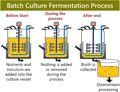 batch culture fermentation process