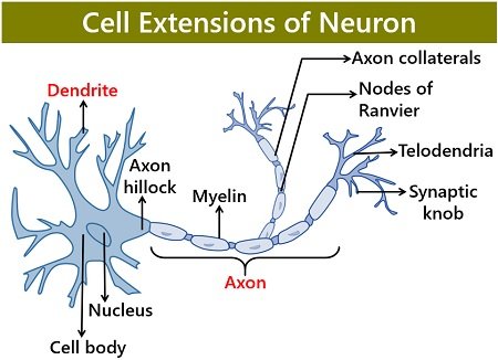 cell extensions of neuron