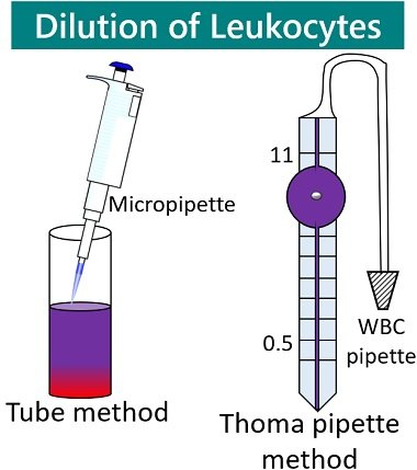 dilution of leukocytes
