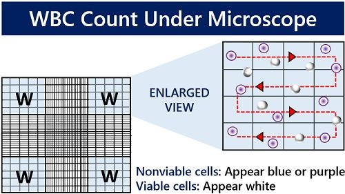how to count wbcs under microscope