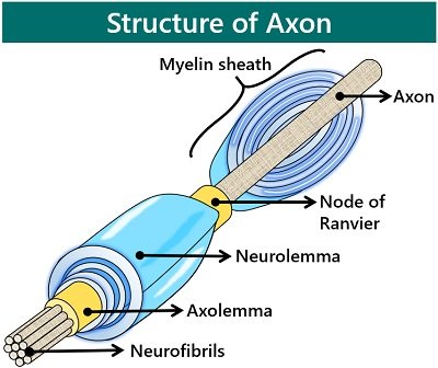 structure of axon