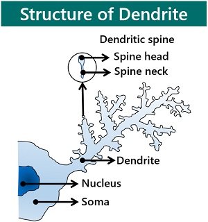 structure of dendrite