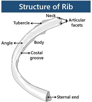 structure of rib