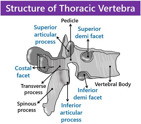 structure of thoracic vertebra