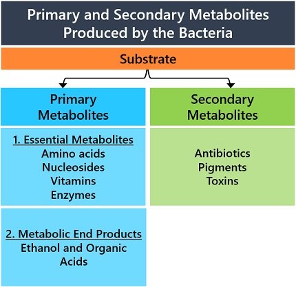 Types of primary and secondary metabolites