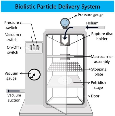 biolistic particle delivery system