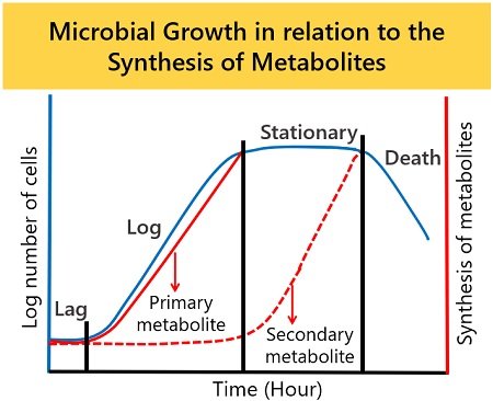 microbial growth in relation to the synthesis of metabolites