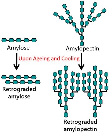 Amylose and amylopectin retrogradation