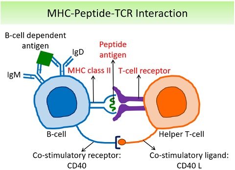 MHC-peptide-TCR interaction