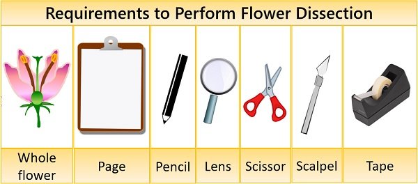 Requirements of flower dissection method