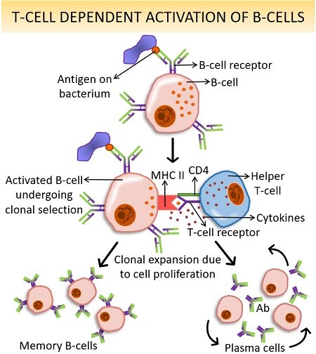 T-cell activation of B-cells