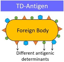 Thymus dependent antigen