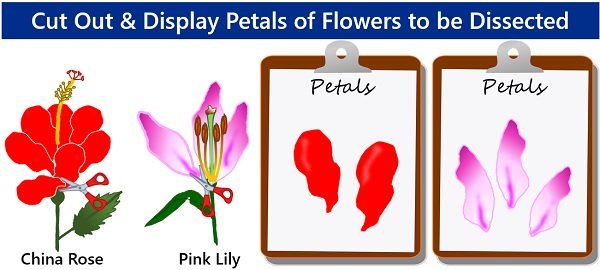 dissection of petals