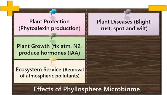 effects of phyllosphere microbiome