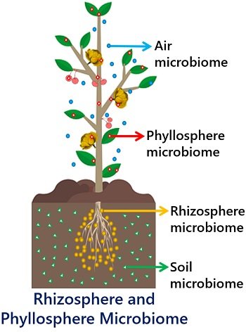 rhizosphere and phyllosphere microbiome