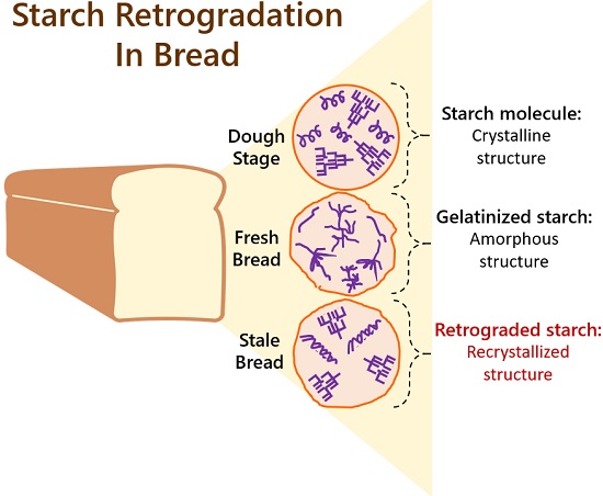 starch retrogradation in bread