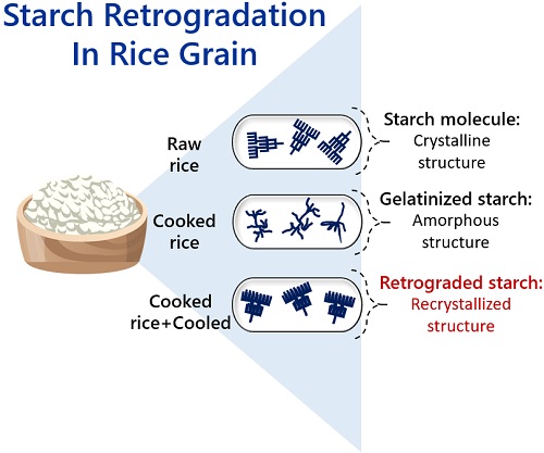 starch retrogradation in rice grain