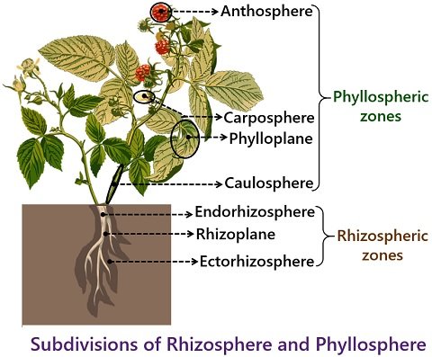 subdivisions of rhizosphere and phyllosphere